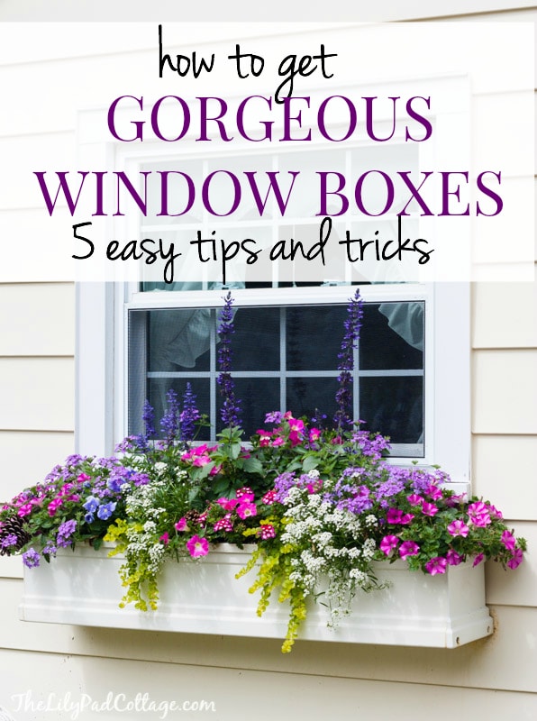 5 Tips For Gorgeous Window Boxes The Lilypad Cottage