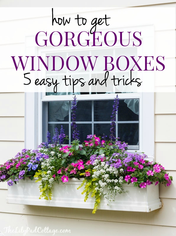 window box tips