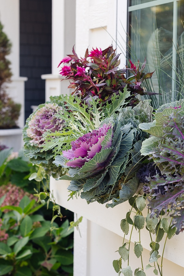 fall window boxes with purple cabbage