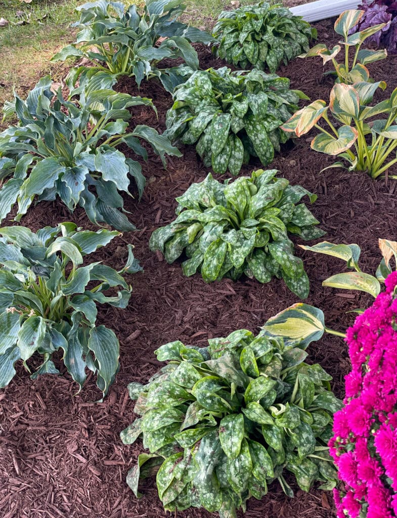 hostas and best plants for shady areas